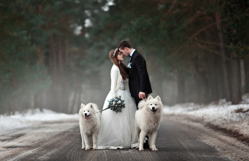 зимняя свадьба, жених и невеста, собаки, лавстори